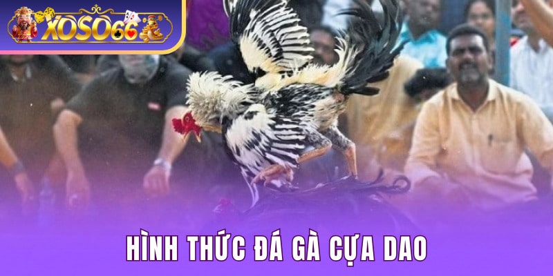 Giới thiệu đôi nét về loại hình đá gà cựa dao