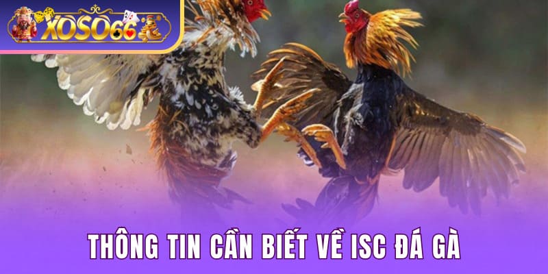 Thông tin cần biết về ISC đá gà